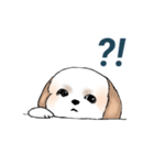 Stickers_Shih Tzu_e シーズースタンプ（個別スタンプ：24）