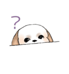 Stickers_Shih Tzu_e シーズースタンプ（個別スタンプ：29）