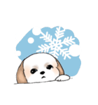 Stickers_Shih Tzu_e シーズースタンプ（個別スタンプ：31）