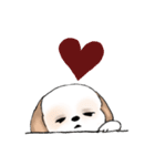 Stickers_Shih Tzu_e シーズースタンプ（個別スタンプ：40）