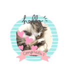 ILovecats'（個別スタンプ：1）
