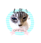 ILovecats'（個別スタンプ：4）