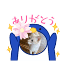 ILovecats'（個別スタンプ：5）