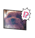 プードル犬マロン（個別スタンプ：2）