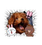 プードル犬マロン（個別スタンプ：3）
