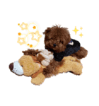 プードル犬マロン（個別スタンプ：6）