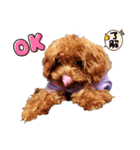 プードル犬マロン（個別スタンプ：7）