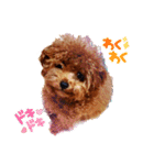 プードル犬マロン（個別スタンプ：8）
