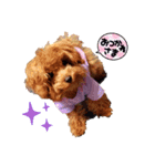 プードル犬マロン（個別スタンプ：9）