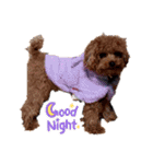 プードル犬マロン（個別スタンプ：11）