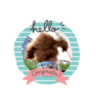 プードル犬マロン（個別スタンプ：13）