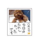 プードル犬マロン（個別スタンプ：16）