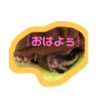 ❣️あたちシャネル❣️（個別スタンプ：1）