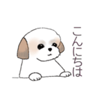 Stickers_Shih Tzu_d シーズースタンプ（個別スタンプ：1）