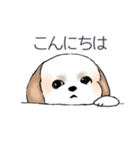 Stickers_Shih Tzu_d シーズースタンプ（個別スタンプ：2）