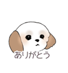 Stickers_Shih Tzu_d シーズースタンプ（個別スタンプ：4）