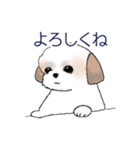 Stickers_Shih Tzu_d シーズースタンプ（個別スタンプ：5）