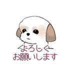 Stickers_Shih Tzu_d シーズースタンプ（個別スタンプ：9）