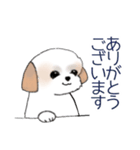 Stickers_Shih Tzu_d シーズースタンプ（個別スタンプ：18）