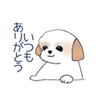 Stickers_Shih Tzu_d シーズースタンプ（個別スタンプ：19）