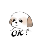 Stickers_Shih Tzu_d シーズースタンプ（個別スタンプ：31）