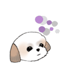 Stickers_Shih Tzu_d シーズースタンプ（個別スタンプ：35）