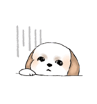 Stickers_Shih Tzu_d シーズースタンプ（個別スタンプ：40）