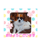 パピヨンすたんぷ3♡大人の敬語すたんぷ（個別スタンプ：2）