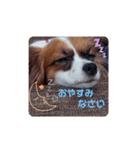 パピヨンすたんぷ3♡大人の敬語すたんぷ（個別スタンプ：4）