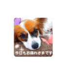 パピヨンすたんぷ3♡大人の敬語すたんぷ（個別スタンプ：5）