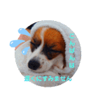 パピヨンすたんぷ3♡大人の敬語すたんぷ（個別スタンプ：6）