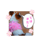 パピヨンすたんぷ3♡大人の敬語すたんぷ（個別スタンプ：7）