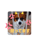 パピヨンすたんぷ3♡大人の敬語すたんぷ（個別スタンプ：11）