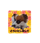 パピヨンすたんぷ3♡大人の敬語すたんぷ（個別スタンプ：14）