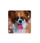 パピヨンすたんぷ3♡大人の敬語すたんぷ（個別スタンプ：17）