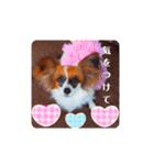 パピヨンすたんぷ3♡大人の敬語すたんぷ（個別スタンプ：19）
