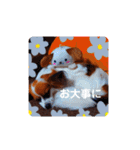 パピヨンすたんぷ3♡大人の敬語すたんぷ（個別スタンプ：20）