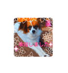 パピヨンすたんぷ3♡大人の敬語すたんぷ（個別スタンプ：26）