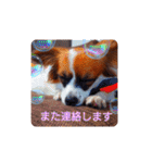パピヨンすたんぷ3♡大人の敬語すたんぷ（個別スタンプ：27）