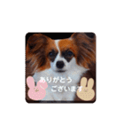パピヨンすたんぷ3♡大人の敬語すたんぷ（個別スタンプ：28）