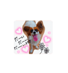 パピヨンすたんぷ3♡大人の敬語すたんぷ（個別スタンプ：30）