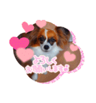 パピヨンすたんぷ3♡大人の敬語すたんぷ（個別スタンプ：38）