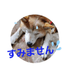 みんなと一緒13（個別スタンプ：4）