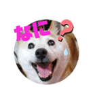 みんなと一緒13（個別スタンプ：16）