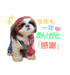 シーズーもぐとにこのスタンプ（冬編）（個別スタンプ：3）