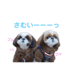 シーズーもぐとにこのスタンプ（冬編）（個別スタンプ：8）