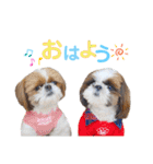 シーズーもぐとにこのスタンプ（冬編）（個別スタンプ：9）