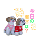 シーズーもぐとにこのスタンプ（冬編）（個別スタンプ：10）