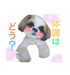 シーズーもぐとにこのスタンプ（冬編）（個別スタンプ：11）
