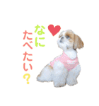 シーズーもぐとにこのスタンプ（冬編）（個別スタンプ：18）